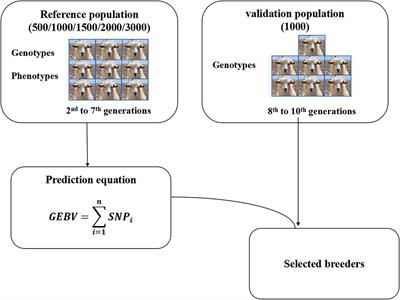 Accuracy of Genomic Selection for Important Economic Traits of Cashmere and Meat Goats Assessed by Simulation Study